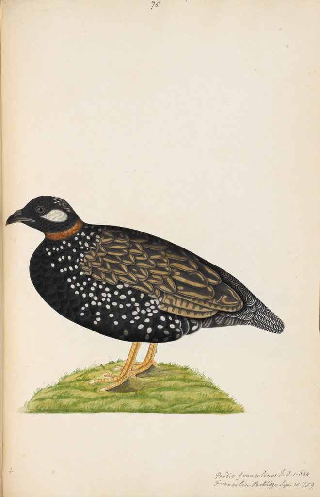 Wellesley Albums