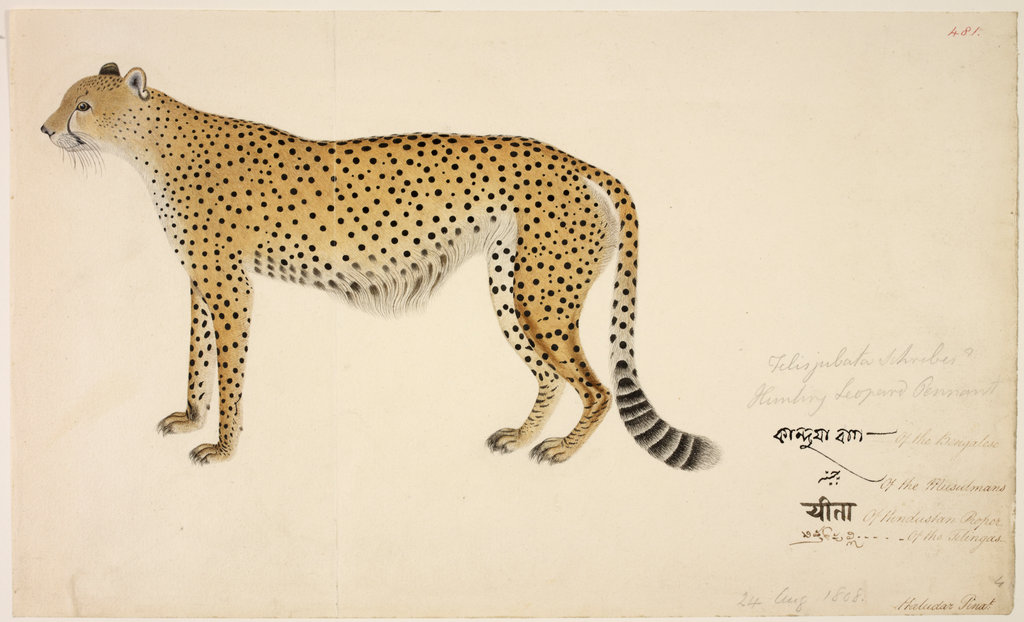 Buchanan-Hamilton Collection